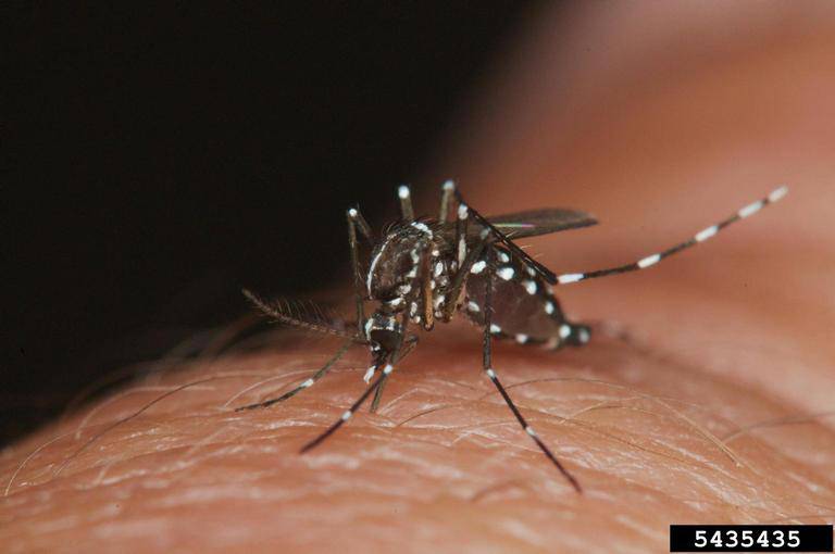 asian tiger mosquito