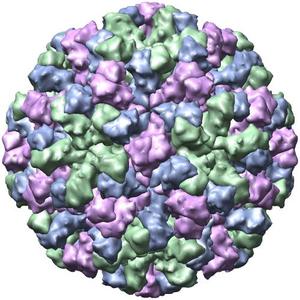 norovirus