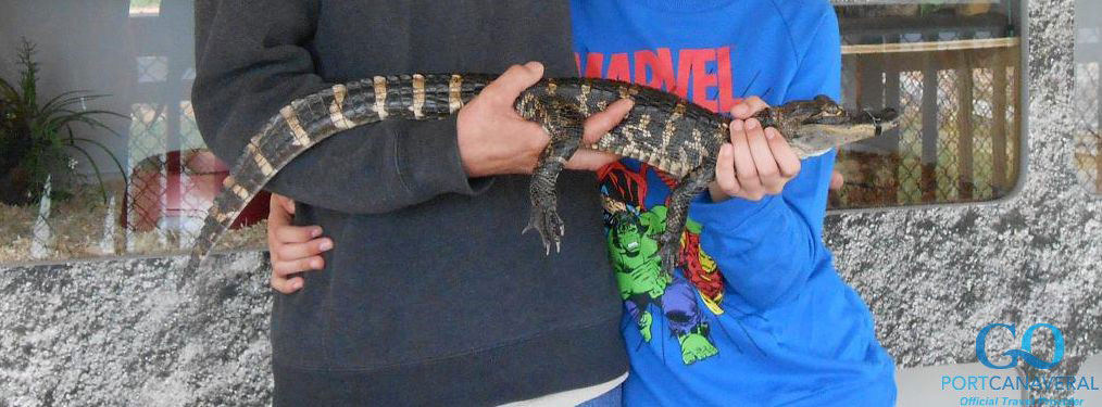 Small gator pet