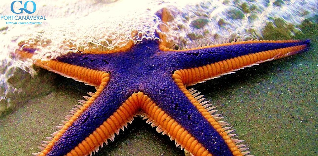 a royal starfish on the beach